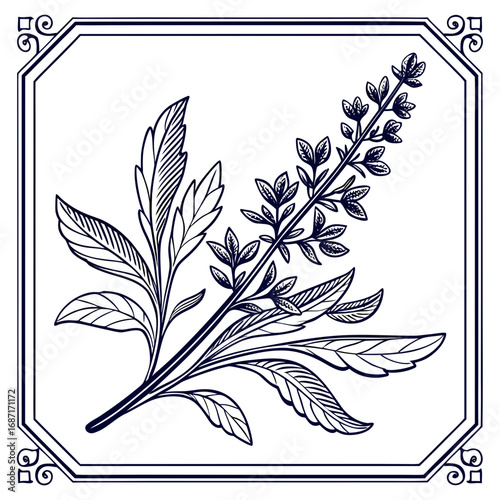 Hand-drawn herb sprig in an ornate frame