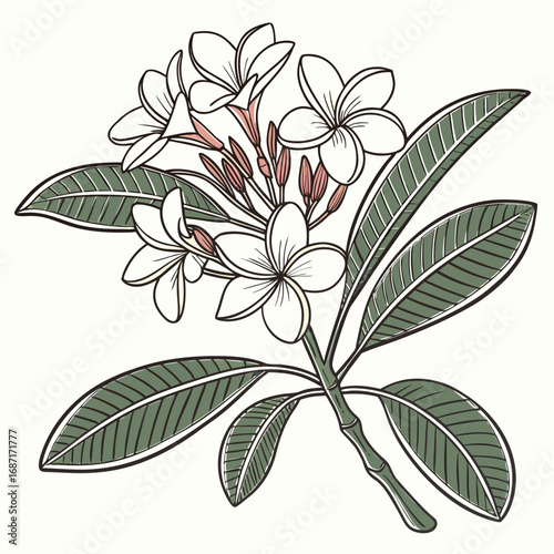 Elegant Illustration of Plumeria Flowers in Bloom A Detailed Botanical Drawing of Tropical Flora