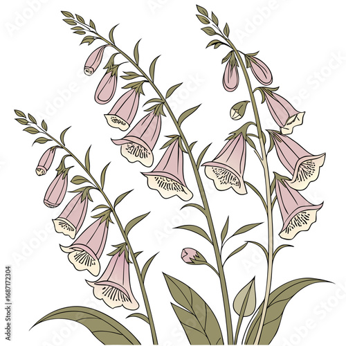 Elegant Foxglove Illustration in Minimalist Style