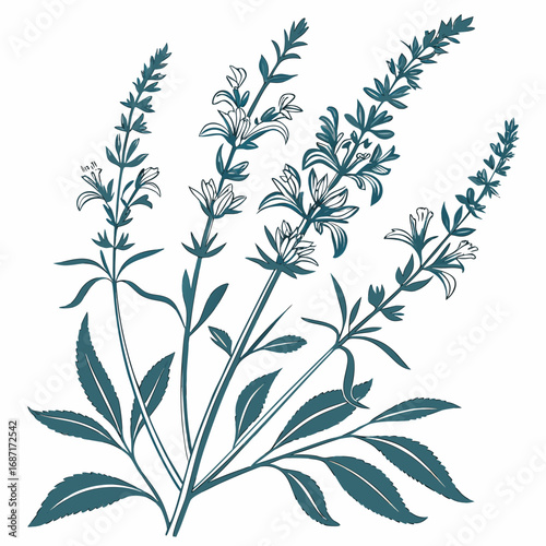 Elegant botanical illustration of lavender