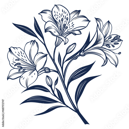 Elegant Floral Illustration of Alstroemeria Blossoms