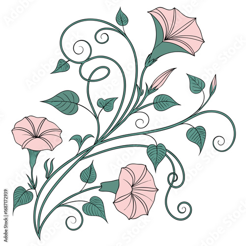 Pink Morning Glory Swirl Illustration
