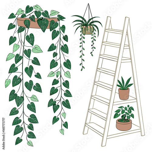 Collection of hanging houseplants and potted plants on a ladder shelf hand drawn illustration