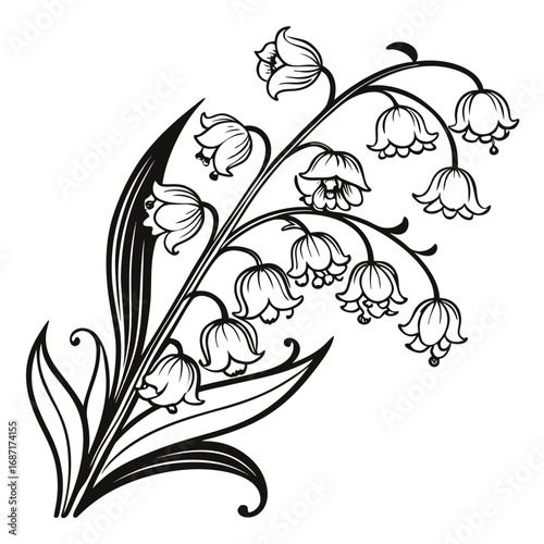 Lily of the Valley Illustration