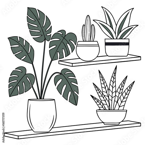 Stylized illustration of various potted houseplants including a monstera plant on shelves