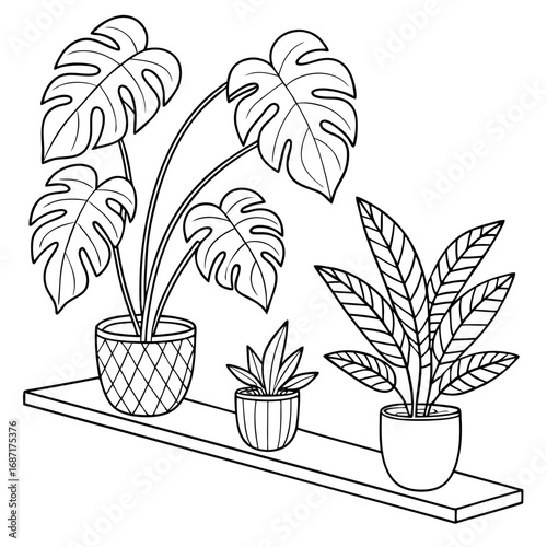 Three potted houseplants including a monstera plant displayed on a shelf in a line drawing style