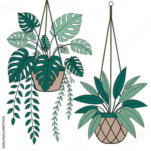 Two hanging potted houseplants with monstera and trailing vines in a minimalist flat illustration style