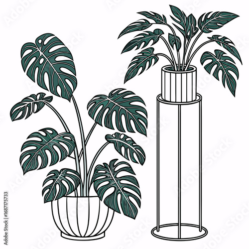 Two potted monstera deliciosa plants with distinctive split leaves in modern planters