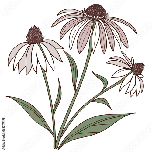 Herbal Echinacea Flowers Botanical Line Art