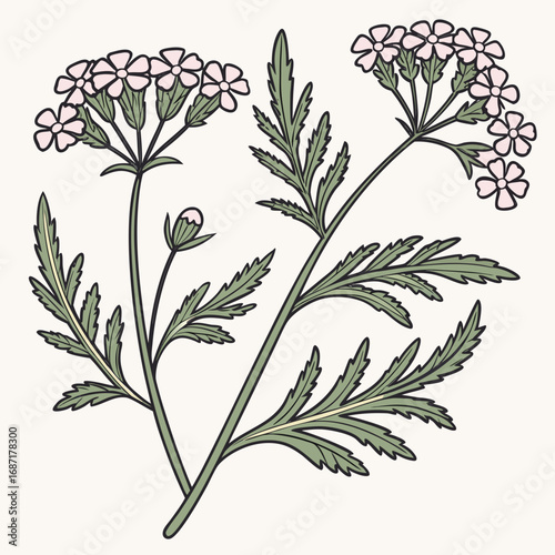Yarrow Plant Illustration