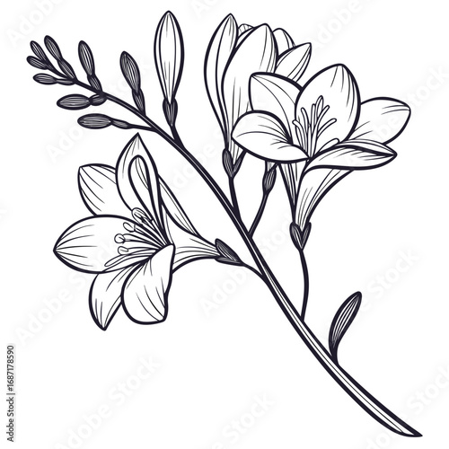 Freesia flower drawing illustration