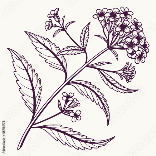 Detailed Botanical Line Art of a Flowering Plant