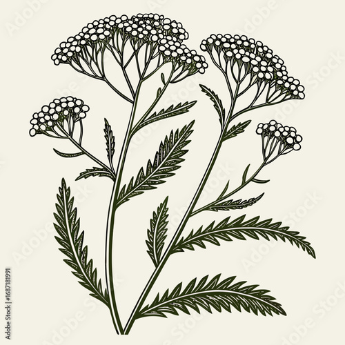 Elegant Yarrow Plant Illustration