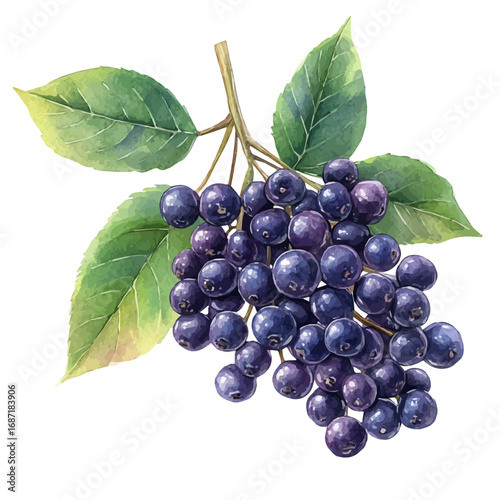 watercolor of Elderberry, vector, isolated on a white background.