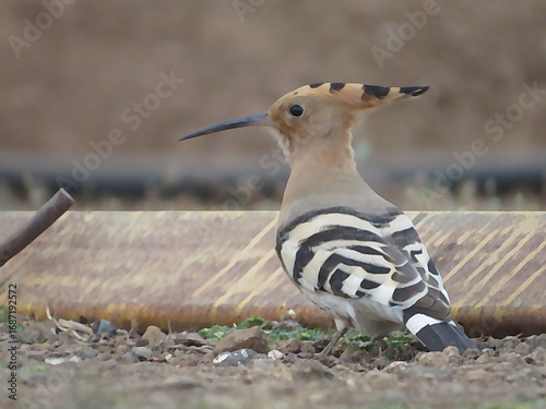 Common Hoopoe