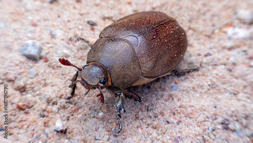Mango flower beetle (Protaetia acuminata) walking on the sand.