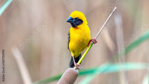 Asian Golden Weaver on breeding,Male (Ploceus hypoxanthus).