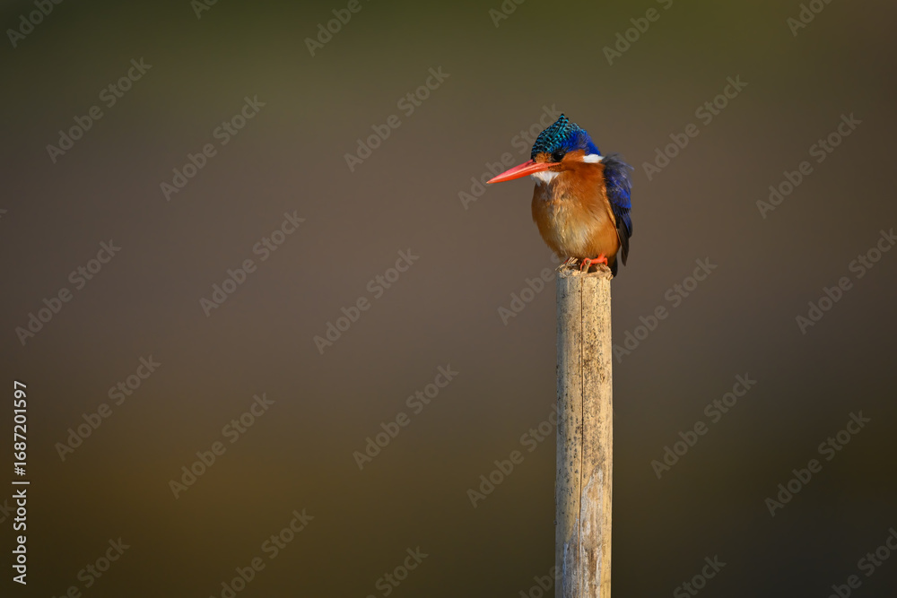 Obraz premium Malachite kingfisher watching camera on cracked post