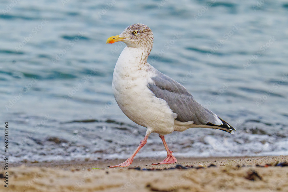 Obraz premium Silbermöwe im Schlichtkleid