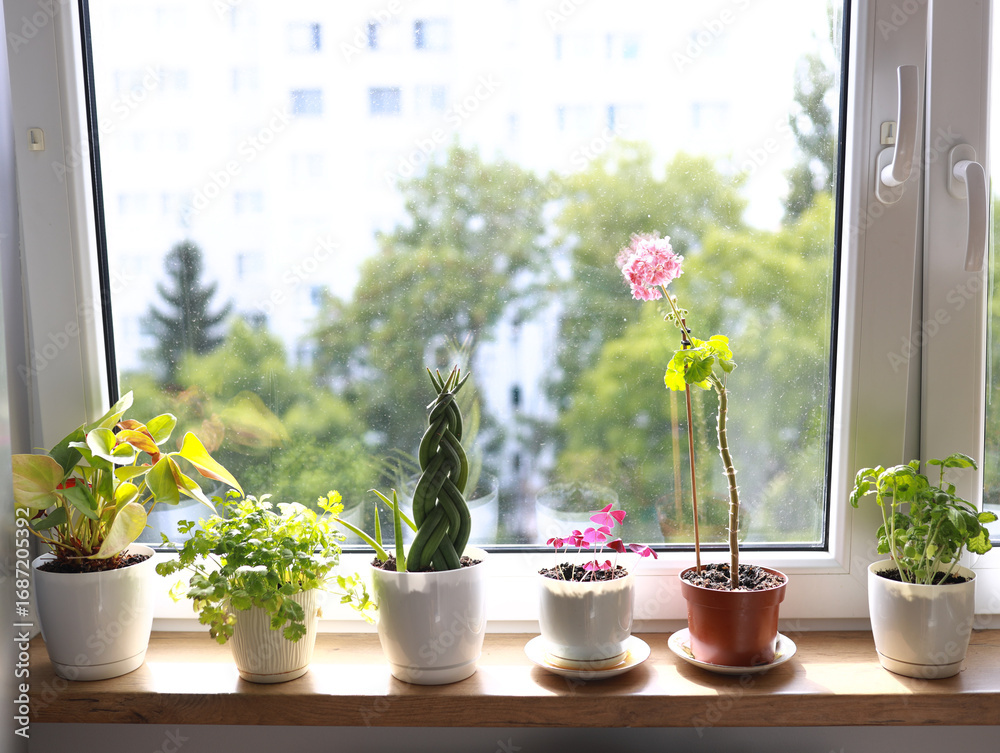 Fototapeta premium Indoor Garden of Various Potted Plants by a Bright Window