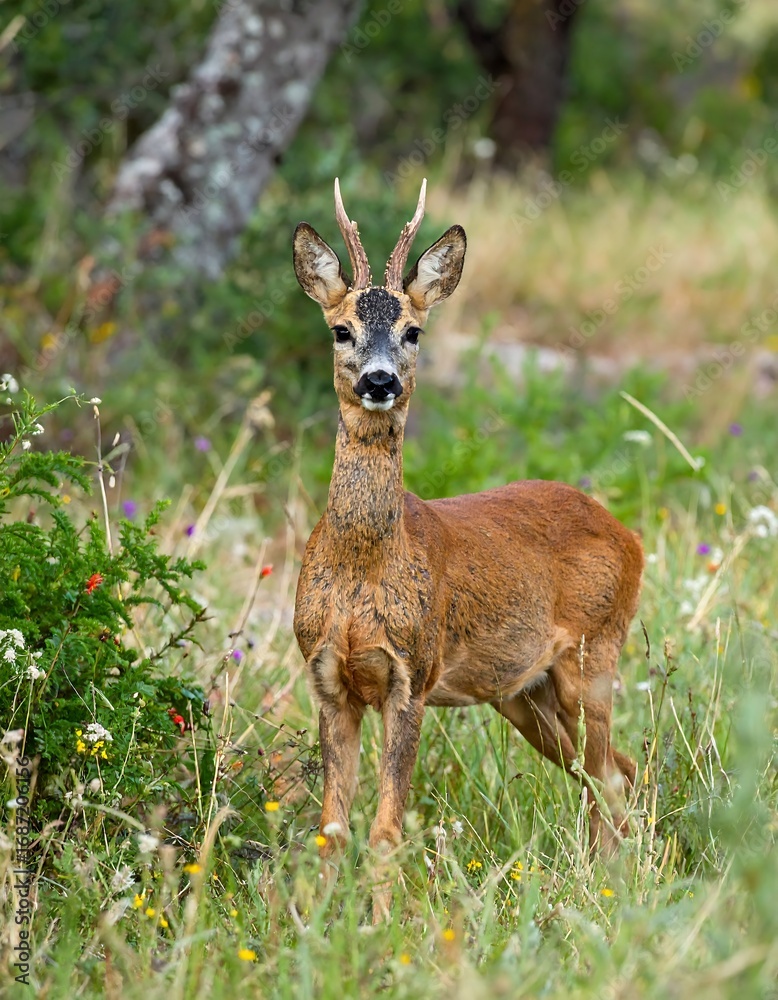Roe Deer in Meadow Roe Deer in Meadow
