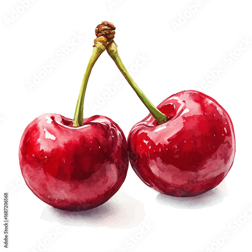 Cherry, watercolor drawing vector, isolated on a white background.