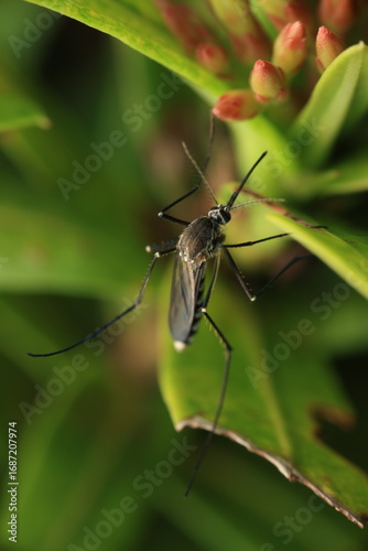 The mosquito (Aedes or Culex) belongs to the family Culicidae. It has a slender dark body, thin transparent wings, and a long proboscis for feeding on blood or nectar. 