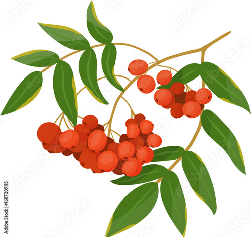 Rowan tree with leaves and berries. Vector illustration, isolated on white background. Autumn season.