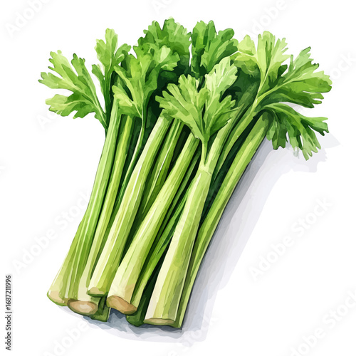 Celery, watercolor clipart vector, isolated on a white background.