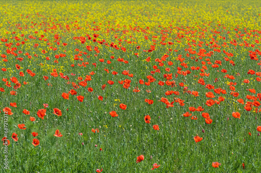 Fototapeta premium field of red poppies and yellow wild radish flowers in summer
