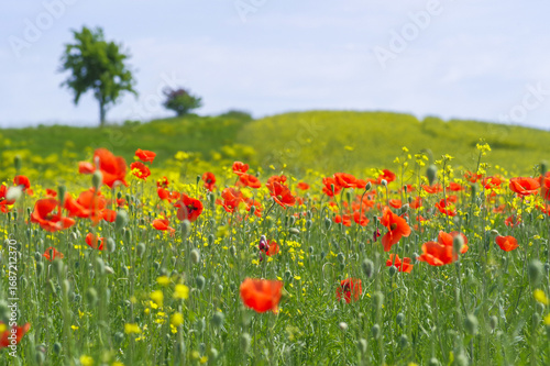 field of red poppies and yellow wild radish flowers in summer
