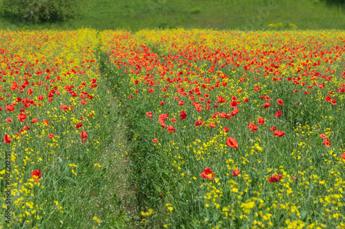 road through the field of red poppies and yellow wild radish flowers in summer
