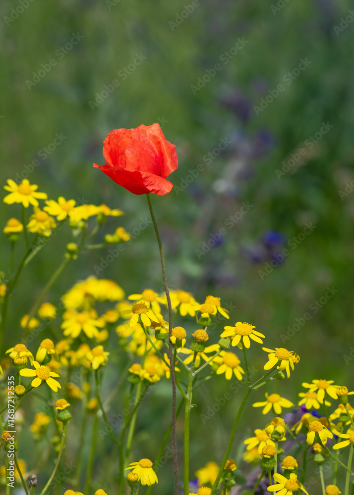 Obraz premium Closeup of red poppy flower and yellow common ragwort wildflowers in the field 