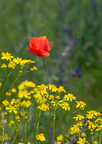 Closeup of red poppy flower and yellow common ragwort wildflowers in the field
