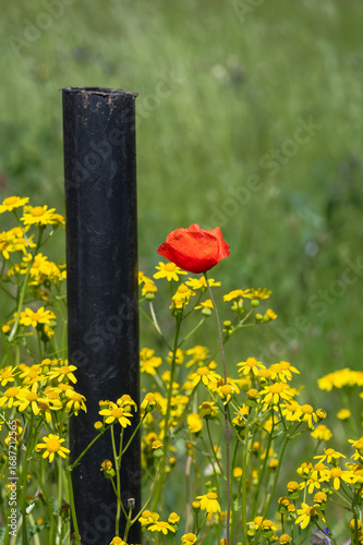 Closeup of red poppy flower and yellow common ragwort wildflowers growing by black metal construction in the field
