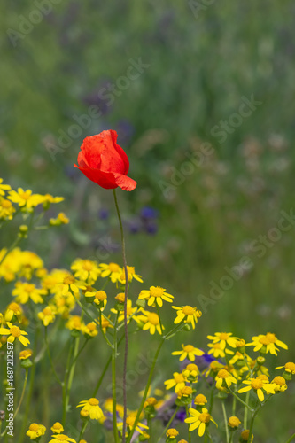 Closeup of red poppy flower and yellow common ragwort wildflowers in the field

