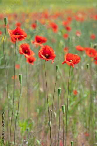Closeup of red poppy flower wildflowers in the field