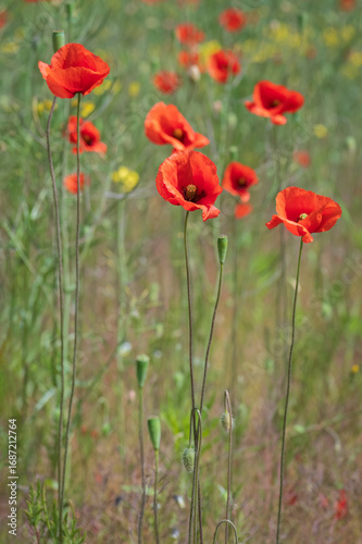 A close-up selective focus shot of vibrant red poppies blooming in a green summer meadow with a softly blurred background.