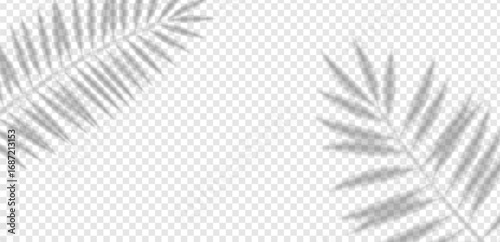 Exotic palm and olive leaf shadow texture on light wall. Soft tropical foliage overlay vector for abstract decoration, creative design, summer pattern or realistic background.