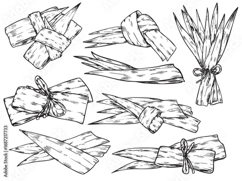 Set of isolated hand drawn Pandan leaves outline drawing illustration