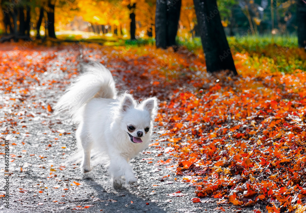 Fototapeta premium chihuahua in nature