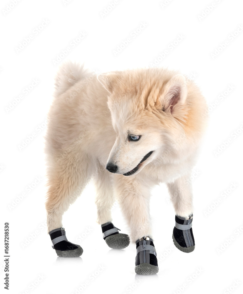 Naklejka premium Pomsky in studio