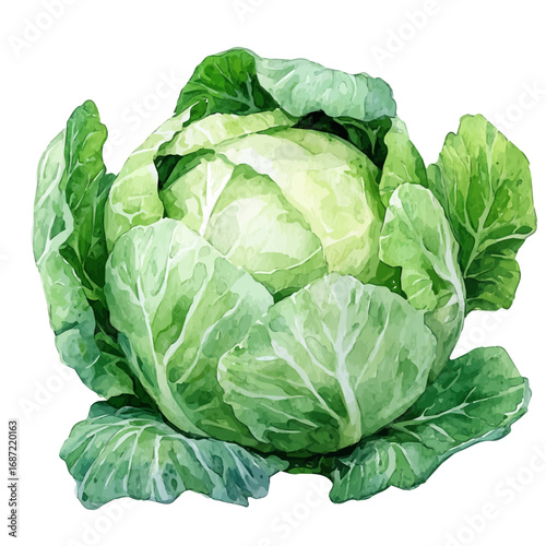 watercolor vector of Cabbage, isolated on a white background.