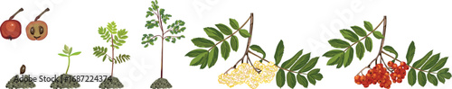 Life cycle of rowan tree (Sorbus aucuparia). Growth stages from seed to tree and ripe rowan berries isolated on white background	