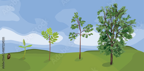 Summer landscape with life cycle of abstract deciduous tree. Growth stages from seed and sprout to old tree and green crown