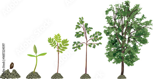 Life cycle of abstract deciduous tree. Growth stages from seed and sprout to old tree and green crown isolated on white background	