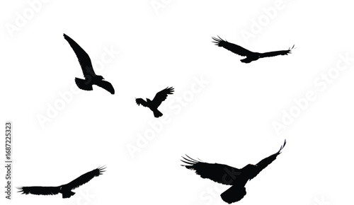 Silhouette flock of birds soaring gracefully against a bright sky