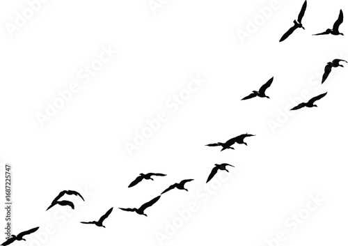 Flock of birds flying in silhouette against a bright sky