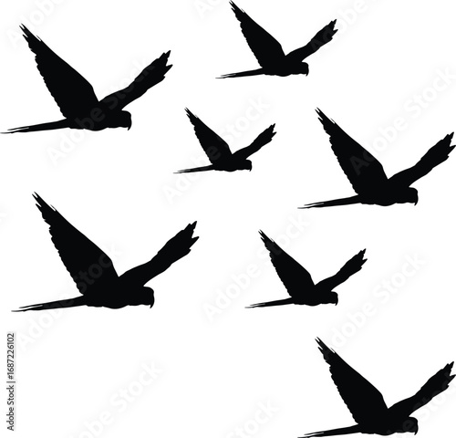 A flock of silhouette parrots soars gracefully against a clean white background.
