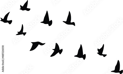 Flock of birds flying in formation across a clear sky, symbolizing freedom and migration.